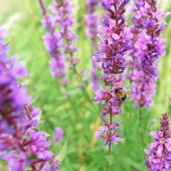 FuturePlanter Gewöhnlicher Blutweiderich (Lythrum Salicaria)
