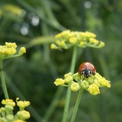 FuturePlanter Gewöhnlicher Fenchel (Foeniculum Vulgare)