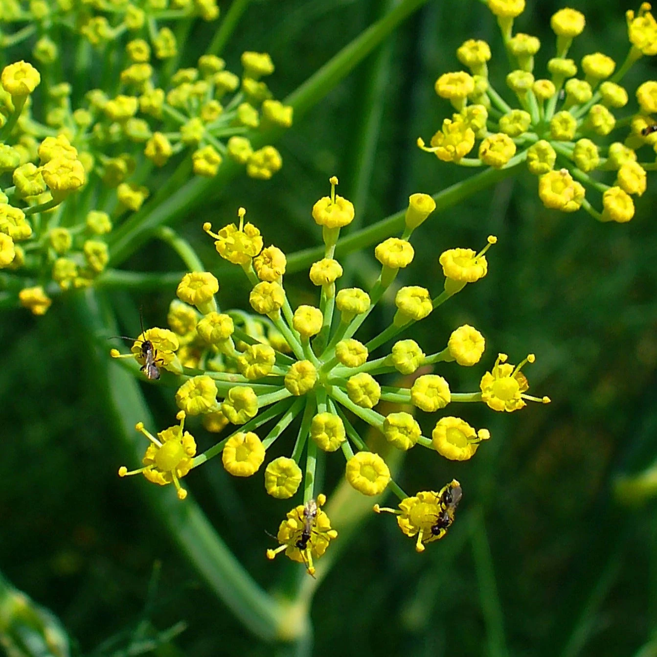 FuturePlanter Gewöhnlicher Fenchel (Foeniculum Vulgare) 4 FuturePlanter Gewöhnlicher Fenchel (Foeniculum Vulgare)
