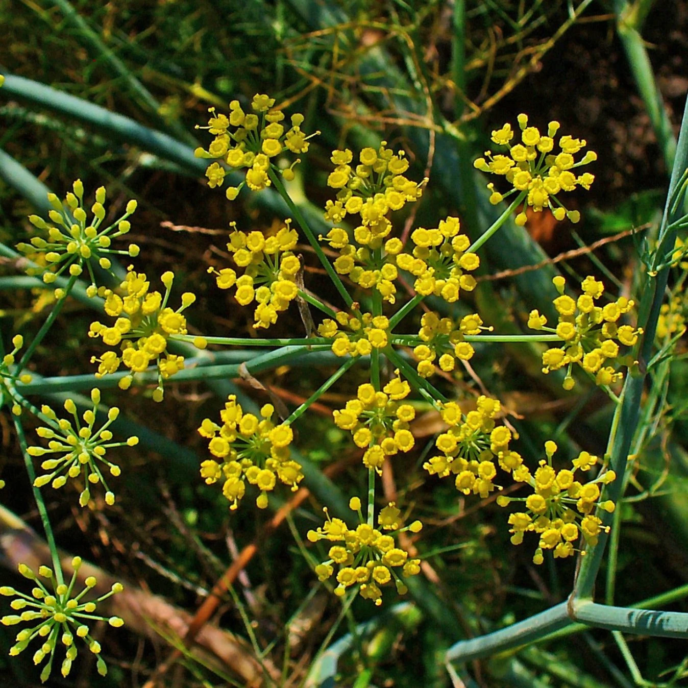 FuturePlanter Gewöhnlicher Fenchel (Foeniculum Vulgare) 3 FuturePlanter Gewöhnlicher Fenchel (Foeniculum Vulgare)