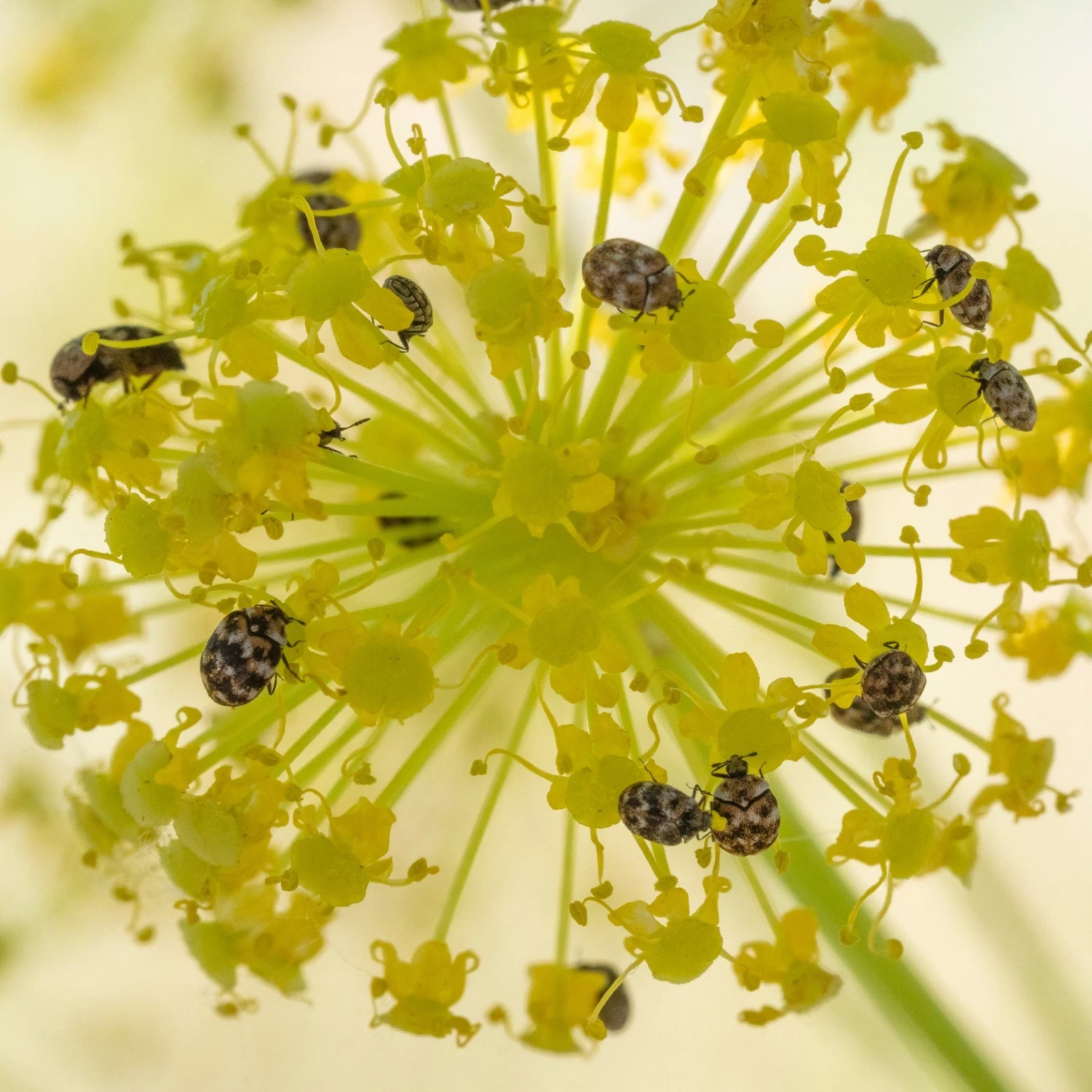 FuturePlanter Gewöhnlicher Fenchel (Foeniculum Vulgare) 7 FuturePlanter Gewöhnlicher Fenchel (Foeniculum Vulgare)