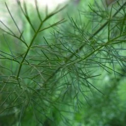 FuturePlanter Gewöhnlicher Fenchel (Foeniculum Vulgare) 13 FuturePlanter Gewöhnlicher Fenchel (Foeniculum Vulgare)