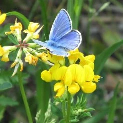 FuturePlanter Alle Pflanzen Im Shop Gewöhnlicher Hornklee (Lotus Corniculatus) 11 FuturePlanter Alle Pflanzen Im Shop Gewöhnlicher Hornklee (Lotus Corniculatus)