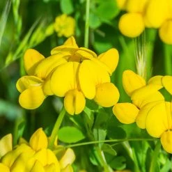 FuturePlanter Alle Pflanzen Im Shop Gewöhnlicher Hornklee (Lotus Corniculatus)