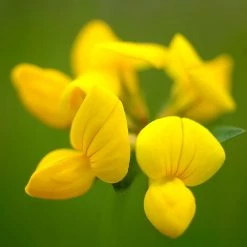 FuturePlanter Alle Pflanzen Im Shop Gewöhnlicher Hornklee (Lotus Corniculatus) 10 FuturePlanter Alle Pflanzen Im Shop Gewöhnlicher Hornklee (Lotus Corniculatus)
