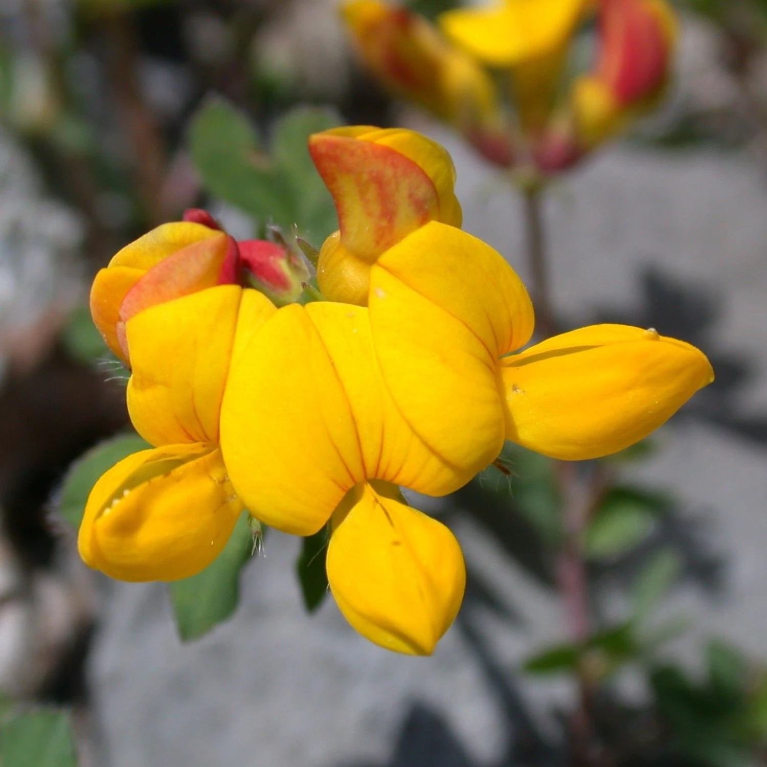 FuturePlanter Alle Pflanzen Im Shop Gewöhnlicher Hornklee (Lotus Corniculatus) 1 FuturePlanter Alle Pflanzen Im Shop Gewöhnlicher Hornklee (Lotus Corniculatus)