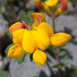 FuturePlanter "Zürich Stadt" Wildstauden-Set 7 FuturePlanter