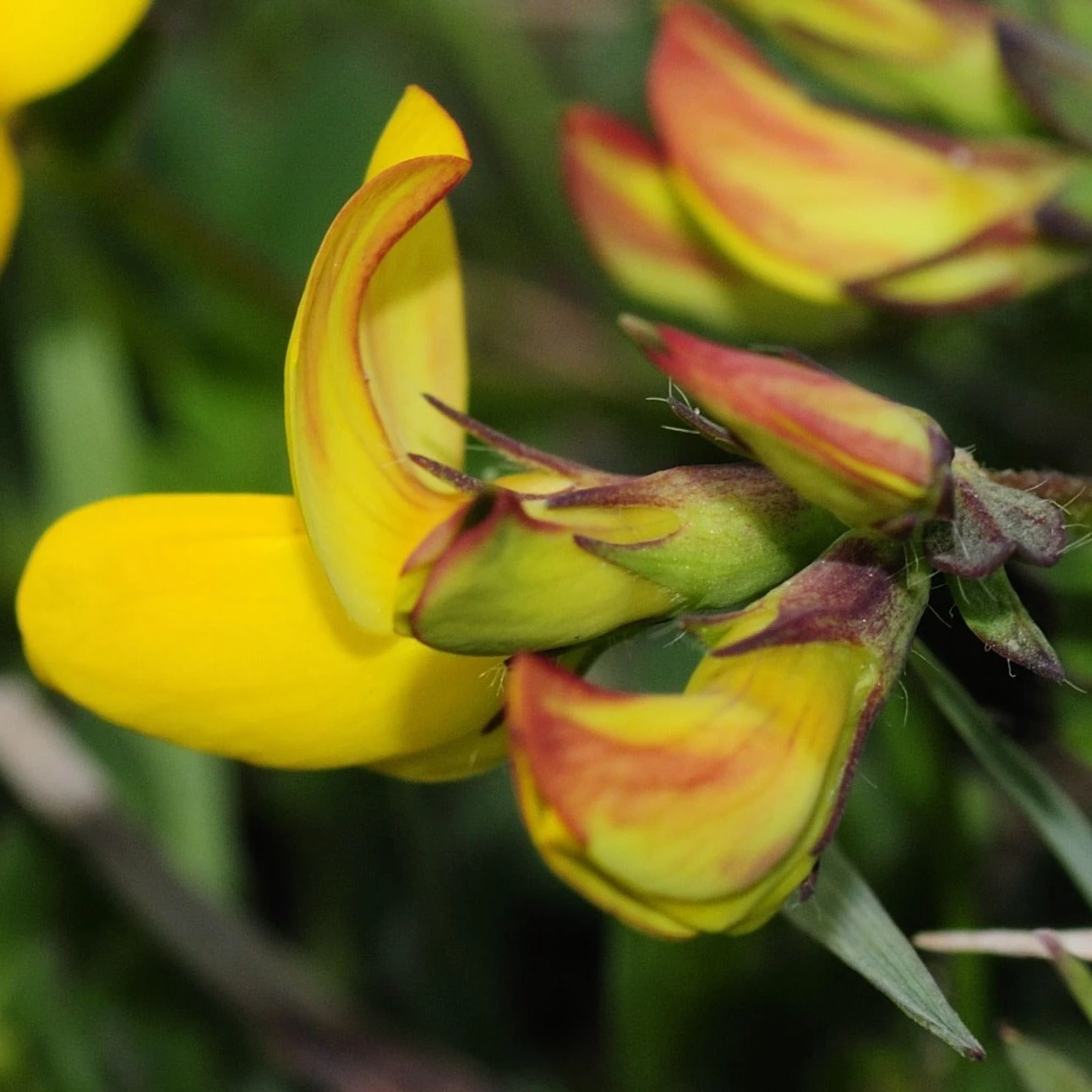 FuturePlanter Alle Pflanzen Im Shop Gewöhnlicher Hornklee (Lotus Corniculatus) 5 FuturePlanter Alle Pflanzen Im Shop Gewöhnlicher Hornklee (Lotus Corniculatus)