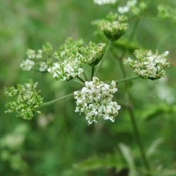 FuturePlanter Gewöhnlicher Klettenkerbel (Torilis Japonica) Alle Pflanzen Im Shop