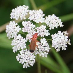 FuturePlanter Gewöhnlicher Klettenkerbel (Torilis Japonica) Alle Pflanzen Im Shop