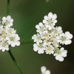 FuturePlanter Gewöhnlicher Klettenkerbel (Torilis Japonica) Alle Pflanzen Im Shop