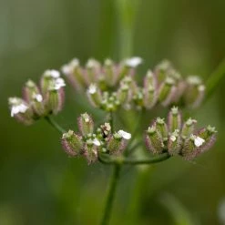 FuturePlanter Gewöhnlicher Klettenkerbel (Torilis Japonica) Alle Pflanzen Im Shop