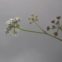 FuturePlanter Gewöhnlicher Klettenkerbel (Torilis Japonica) Alle Pflanzen Im Shop