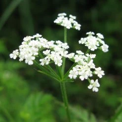 FuturePlanter Gewöhnlicher Klettenkerbel (Torilis Japonica) Alle Pflanzen Im Shop