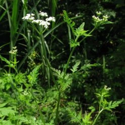 FuturePlanter Gewöhnlicher Klettenkerbel (Torilis Japonica) Alle Pflanzen Im Shop