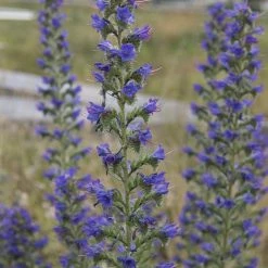 FuturePlanter Alle Pflanzen Im Shop Gewöhnlicher Natternkopf (Echium Vulgare)