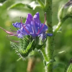 FuturePlanter Alle Pflanzen Im Shop Gewöhnlicher Natternkopf (Echium Vulgare)