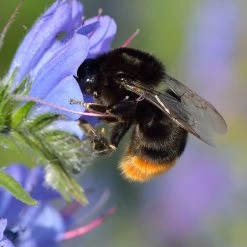 FuturePlanter Alle Pflanzen Im Shop Gewöhnlicher Natternkopf (Echium Vulgare)