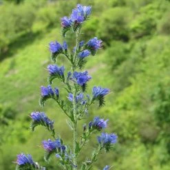 FuturePlanter Alle Pflanzen Im Shop Gewöhnlicher Natternkopf (Echium Vulgare)