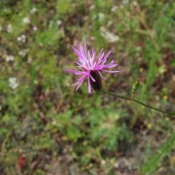 FuturePlanter Gemeiner Schlupfsame (Crupina Vulgaris) Alle Pflanzen Im Shop 10 FuturePlanter Gemeiner Schlupfsame (Crupina Vulgaris) Alle Pflanzen Im Shop