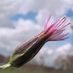 FuturePlanter Gemeiner Schlupfsame (Crupina Vulgaris) Alle Pflanzen Im Shop 11 FuturePlanter Gemeiner Schlupfsame (Crupina Vulgaris) Alle Pflanzen Im Shop