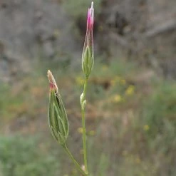 FuturePlanter Gemeiner Schlupfsame (Crupina Vulgaris) Alle Pflanzen Im Shop 12 FuturePlanter Gemeiner Schlupfsame (Crupina Vulgaris) Alle Pflanzen Im Shop