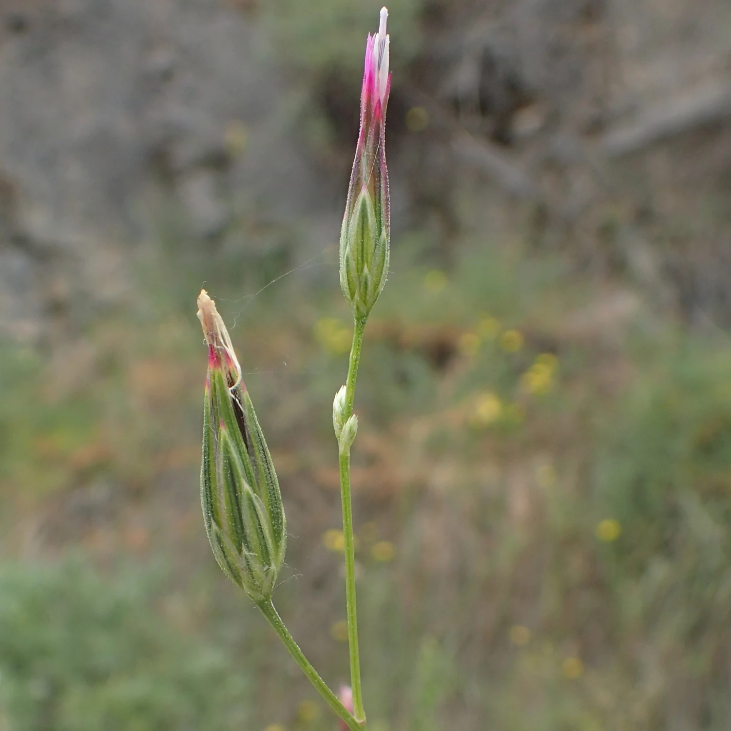 FuturePlanter Gemeiner Schlupfsame (Crupina Vulgaris) Alle Pflanzen Im Shop 5 FuturePlanter Gemeiner Schlupfsame (Crupina Vulgaris) Alle Pflanzen Im Shop