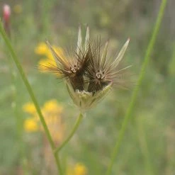 FuturePlanter Gemeiner Schlupfsame (Crupina Vulgaris) Alle Pflanzen Im Shop 14 FuturePlanter Gemeiner Schlupfsame (Crupina Vulgaris) Alle Pflanzen Im Shop