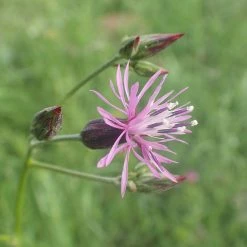 FuturePlanter Gemeiner Schlupfsame (Crupina Vulgaris) Alle Pflanzen Im Shop