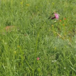 FuturePlanter Gemeiner Schlupfsame (Crupina Vulgaris) Alle Pflanzen Im Shop 13 FuturePlanter Gemeiner Schlupfsame (Crupina Vulgaris) Alle Pflanzen Im Shop
