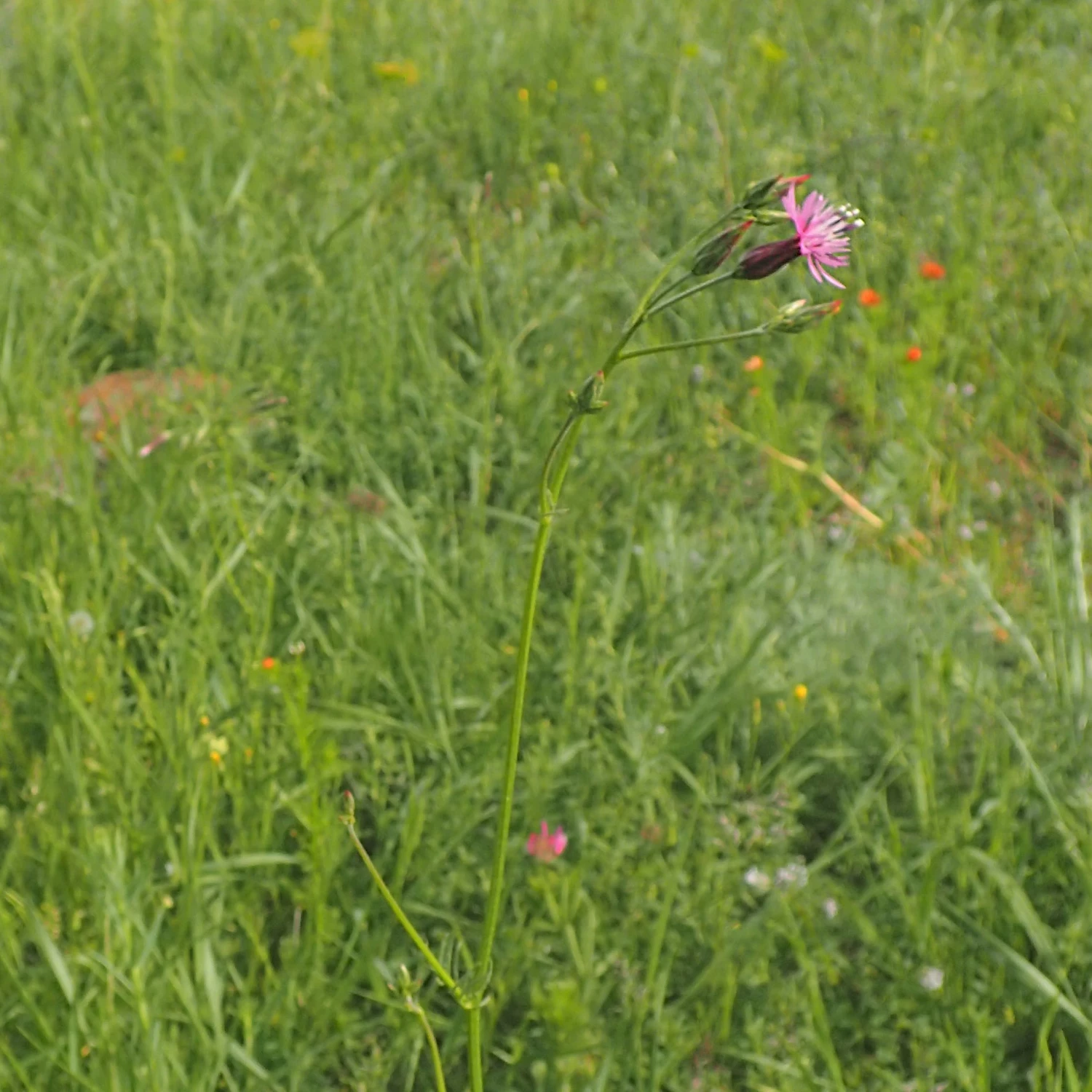 FuturePlanter Gemeiner Schlupfsame (Crupina Vulgaris) Alle Pflanzen Im Shop 6 FuturePlanter Gemeiner Schlupfsame (Crupina Vulgaris) Alle Pflanzen Im Shop