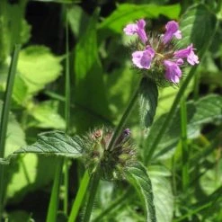 FuturePlanter Gewöhnlicher Wirbeldost (Clinopodium Vulgare) Alle Pflanzen Im Shop