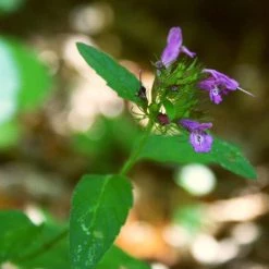 FuturePlanter Gewöhnlicher Wirbeldost (Clinopodium Vulgare) Alle Pflanzen Im Shop