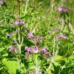 FuturePlanter Gewöhnlicher Wirbeldost (Clinopodium Vulgare) Alle Pflanzen Im Shop