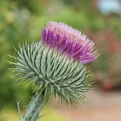 FuturePlanter Gewöhnliche Eselsdistel (Onopordum Acanthium) Alle Pflanzen Im Shop