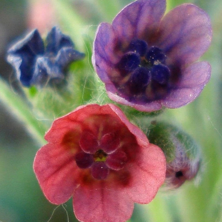 FuturePlanter Echte Hundszunge (Cynoglossum Officinale) 7 FuturePlanter Echte Hundszunge (Cynoglossum Officinale)