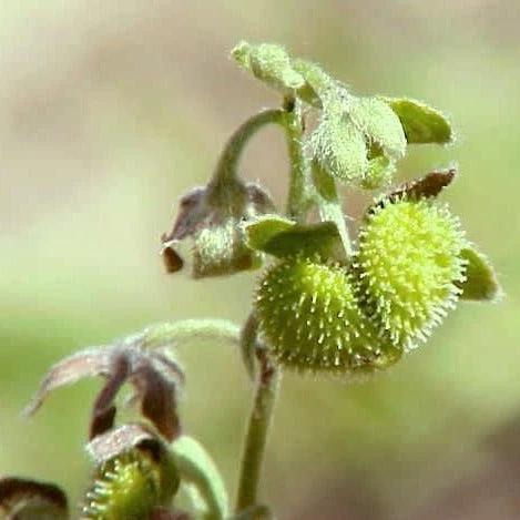 FuturePlanter Echte Hundszunge (Cynoglossum Officinale) 8 FuturePlanter Echte Hundszunge (Cynoglossum Officinale)