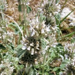 FuturePlanter Alle Pflanzen Im Shop Gewöhnlicher Andorn (Marrubium Vulgare) 8 FuturePlanter Alle Pflanzen Im Shop Gewöhnlicher Andorn (Marrubium Vulgare)