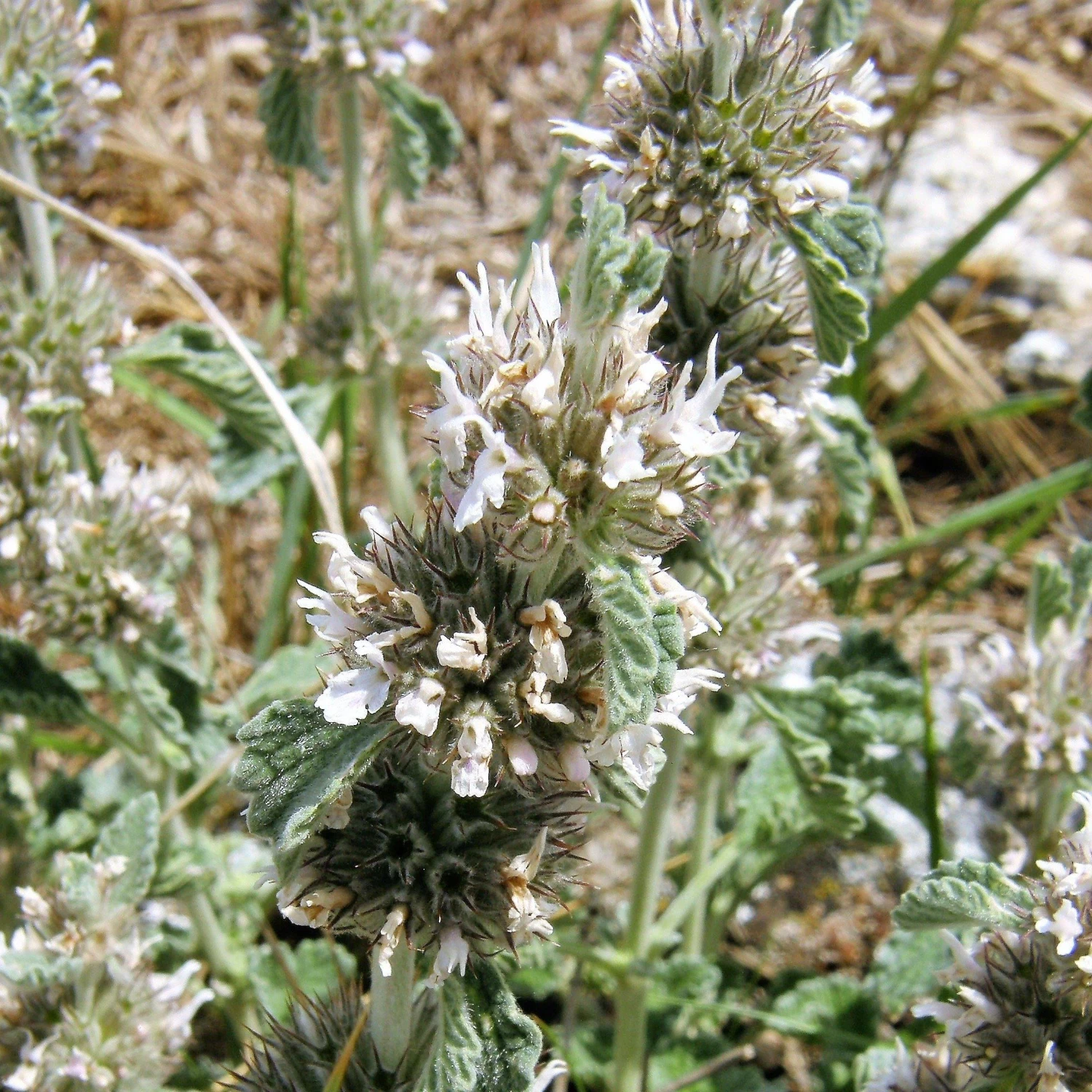 FuturePlanter Alle Pflanzen Im Shop Gewöhnlicher Andorn (Marrubium Vulgare) 4 FuturePlanter Alle Pflanzen Im Shop Gewöhnlicher Andorn (Marrubium Vulgare)