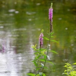 FuturePlanter Gewöhnlicher Blutweiderich (Lythrum Salicaria)