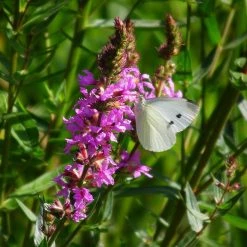 FuturePlanter Gewöhnlicher Blutweiderich (Lythrum Salicaria)