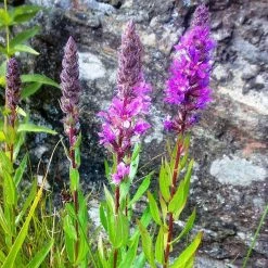 FuturePlanter Gewöhnlicher Blutweiderich (Lythrum Salicaria)