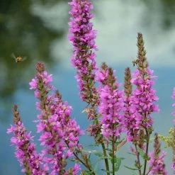 FuturePlanter Gewöhnlicher Blutweiderich (Lythrum Salicaria)