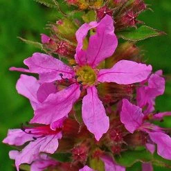 FuturePlanter Gewöhnlicher Blutweiderich (Lythrum Salicaria)