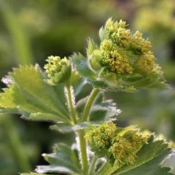 FuturePlanter Alle Pflanzen Im Shop Gewöhnlicher Frauenmantel (Alchemilla Xanthochlora)