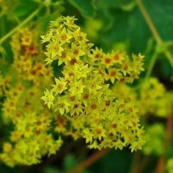 FuturePlanter Alle Pflanzen Im Shop Gewöhnlicher Frauenmantel (Alchemilla Xanthochlora)