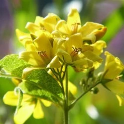 FuturePlanter Gewöhnlicher Gilbweiderich (Lysimachia Vulgaris) Alle Pflanzen Im Shop