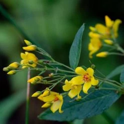 FuturePlanter Gewöhnlicher Gilbweiderich (Lysimachia Vulgaris) Alle Pflanzen Im Shop