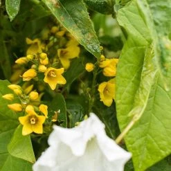 FuturePlanter Gewöhnlicher Gilbweiderich (Lysimachia Vulgaris) Alle Pflanzen Im Shop