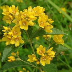 FuturePlanter Gewöhnlicher Gilbweiderich (Lysimachia Vulgaris) Alle Pflanzen Im Shop